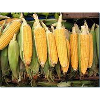 Corn▪︎Mais seeds (White corn▪︎Sweet corn▪︎Purple corn) #3