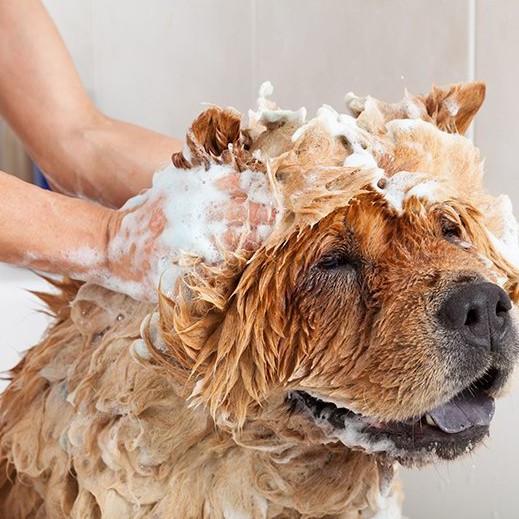 Fresh Paws Dog & Cat Shampoo with Conditioner (Madre de Cacao & Guava Extract) Lavender Scent
