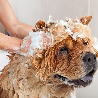 Fresh Paws Dog & Cat Shampoo with Conditioner (Madre de Cacao & Guava Extract) Lavender Scent #3