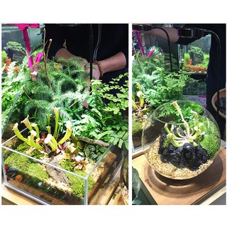 (SG STOCK) DIMMABLE LED LIGHT STAND WITH TIMER TERRARIUM LIGHT, FISH TANK LIGHT, WABI KUSA, PLANTS L #4