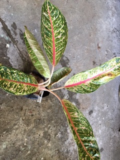  Aglaonema  aka Dona  Carmen  Chinese Evergreen indoor 