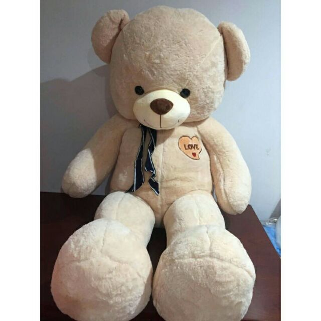 korean teddy bear