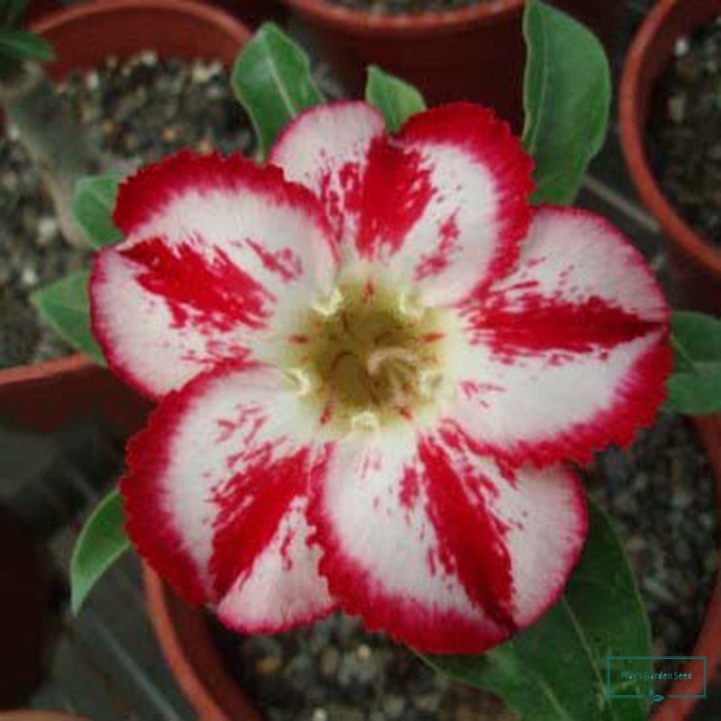 One Petal Red Stripe White Desert Rose Seeds,Adenium Obesum Seeds ...