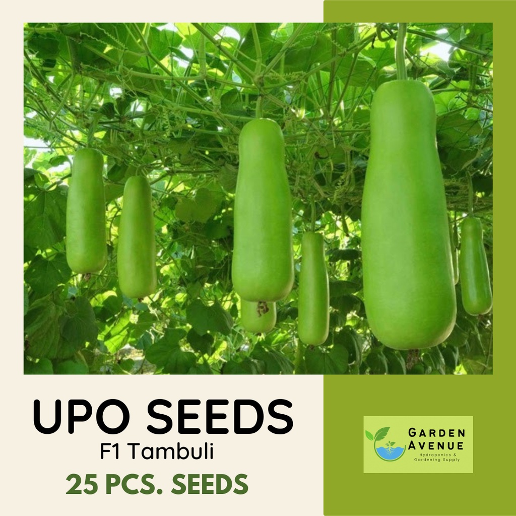 F1 UPO TAMBULI (25pcs seeds) SUPER LONG/BOTTLE GOURD/HIGH GERMINATION