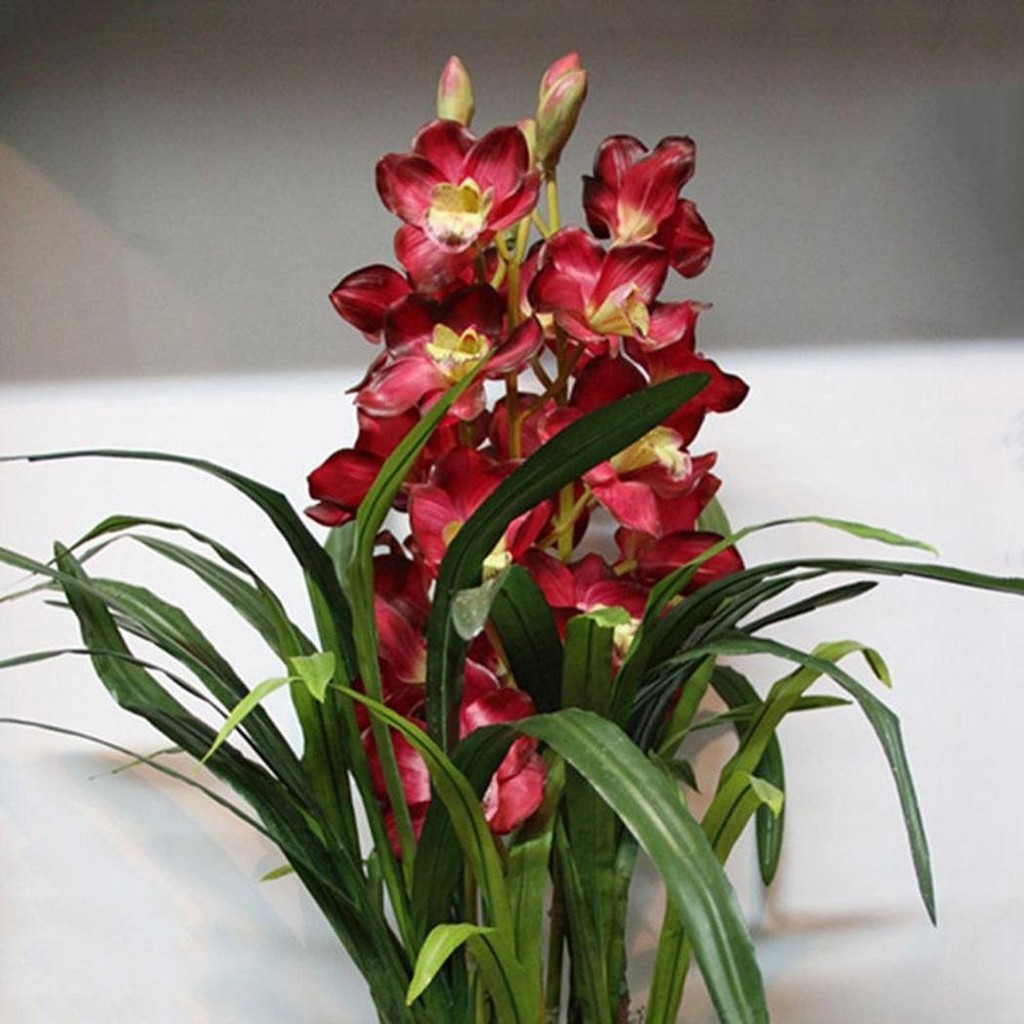 100Pcs Cymbidium Orchid Flower Seeds Indoor Potted Home | Shopee Philippines