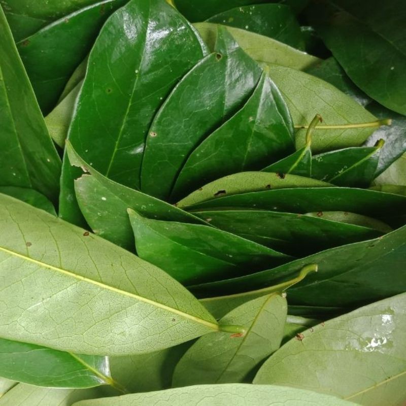 Fresh Guyabano Leaves Shopee Philippines