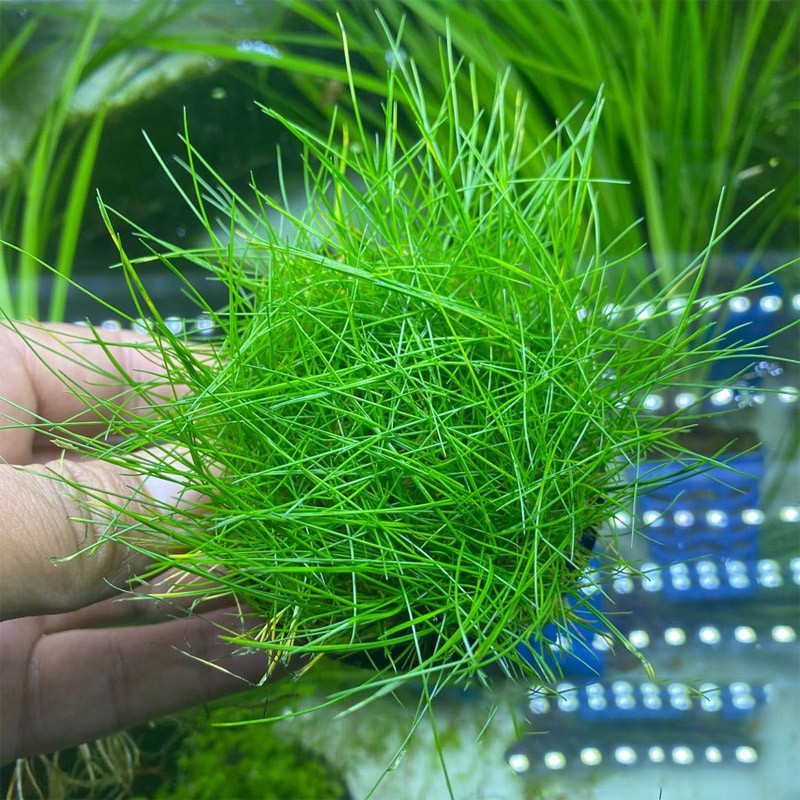 5g aquatic plant seed water banana aquatic plant S005 Shopee Philippines