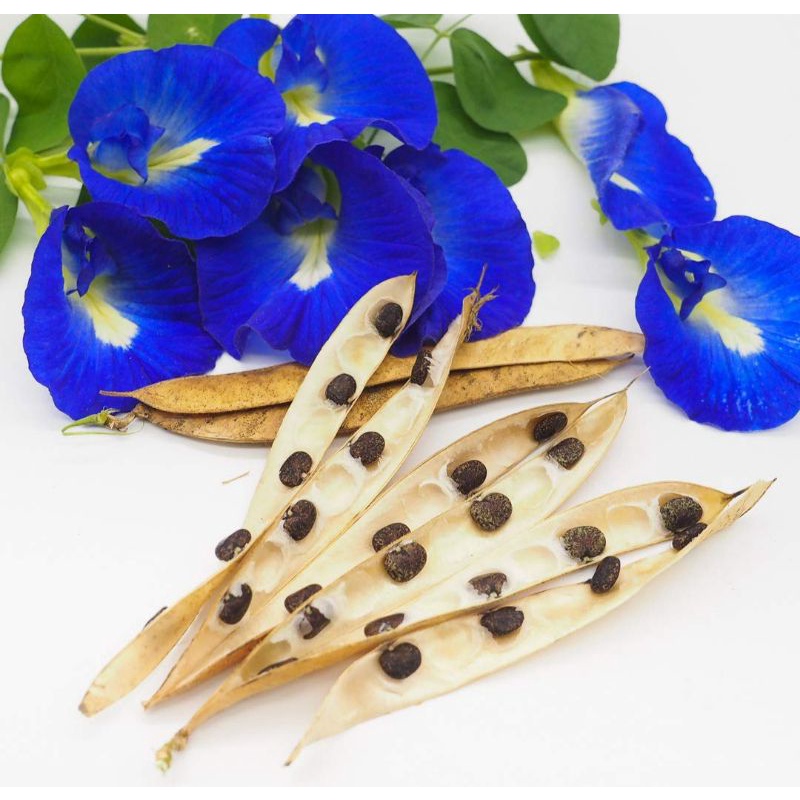 Blue ternate(Blue butterfly pea) Flower Seeds, 10 Seeds Shopee
