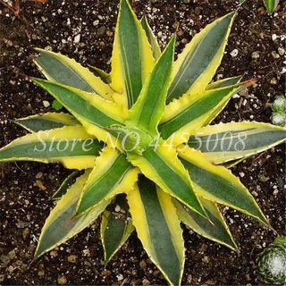 200 Pcs Seeds Mixed Aloe Cacti Agave Bonsai Rare Succulent Plants Agave-Americana Potted Agave Plant #4