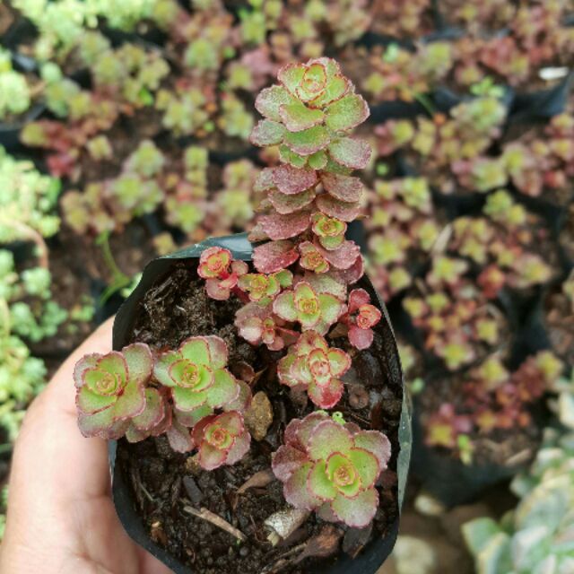 Dragon S Blood Succulents Shopee Philippines