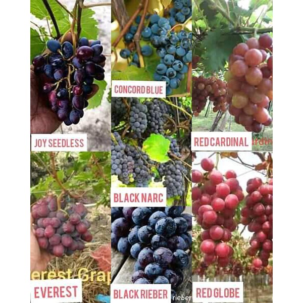 GRAPES VARIETY CUTTINGS IS ON SALE!!! Lazada PH