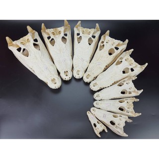 Crocodile Skull For Decorating Cages Or Cabinets Is A Place To Hide Animals #4
