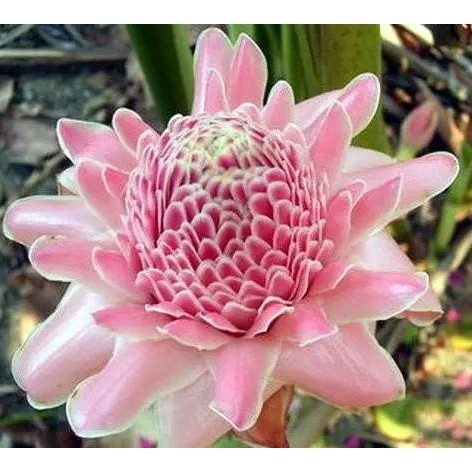 100PCS Pack Perennial Etlingera Elatior Flower Bonsai Seeds