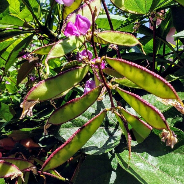 bataw-seeds-hyacinth-bean-seeds-shopee-philippines