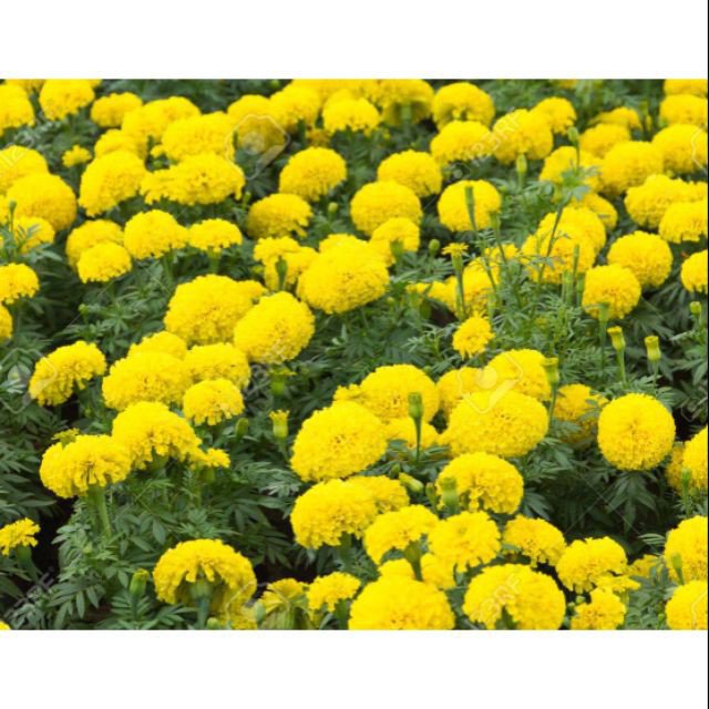 เมล็ด[Plantfilled] Marigold Harmony Yellow Flower Seeds 5 seeds(It's