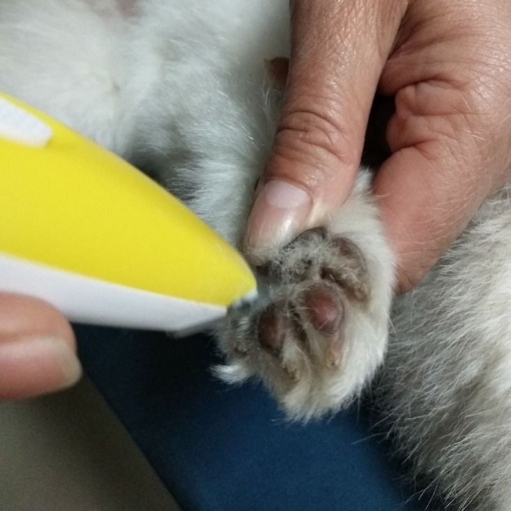 Razor Hair Set Razor Hair Electric Dog Foot Shaving Device Cat Foot Shaving Artifact Pet Electric Clipper Dog Hair Shaving Device Does Not Hurt Skin Low Noise Razor For Dog Razor For Pet Shopee