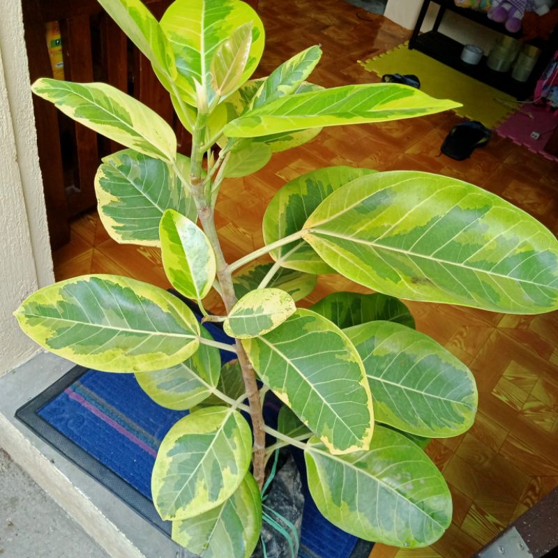 Lemon Lime Rubber Plant Add a Pop of Color to Your Home with This EasytoGrow Plant
