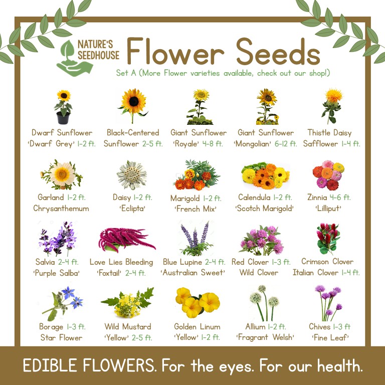 Flower Seeds Collection Set A — Top Quality Plant Seeds Shopee