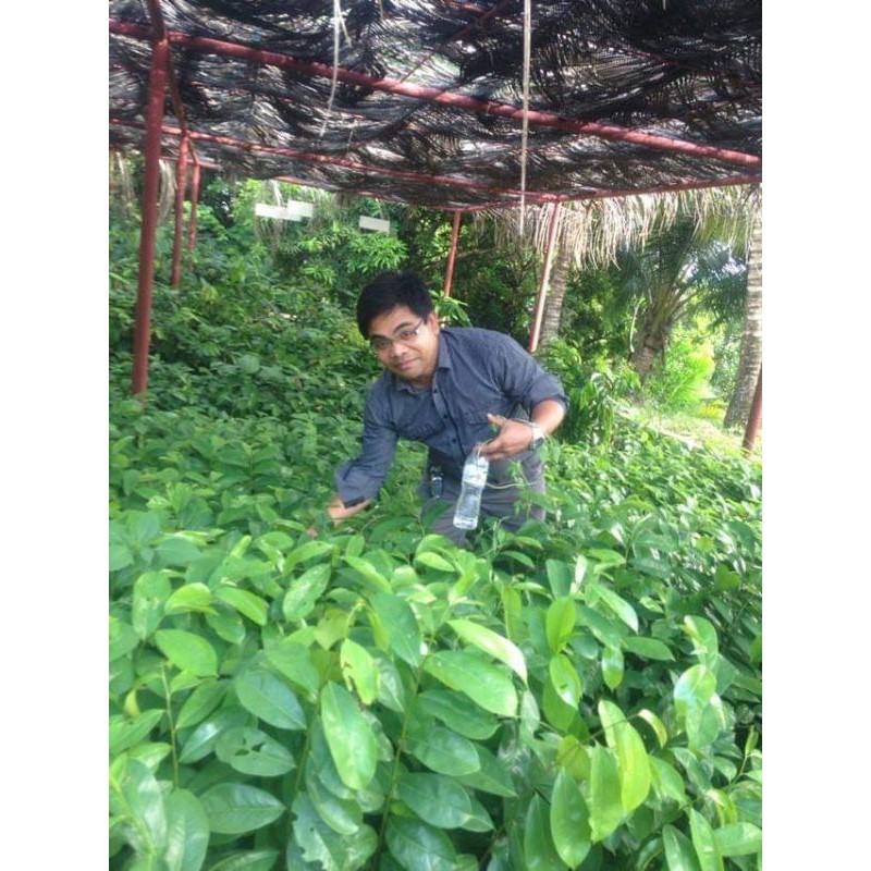 1kg Guyabano Seeds Plant Shopee Philippines