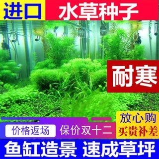 ✟✜♠Moss fish tank decoration aquatic plant seed landscaping package four seasons grass tank live fre