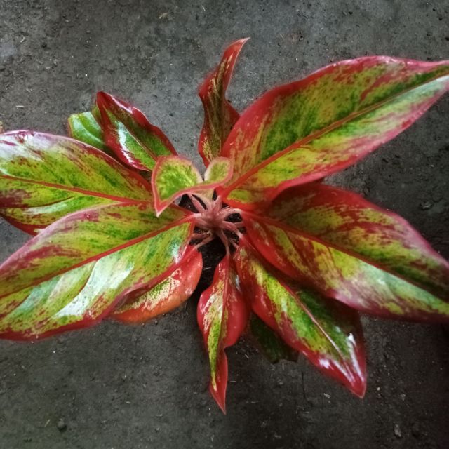 Aglaonema Red Siam Indoor Plant Shopee Philippines