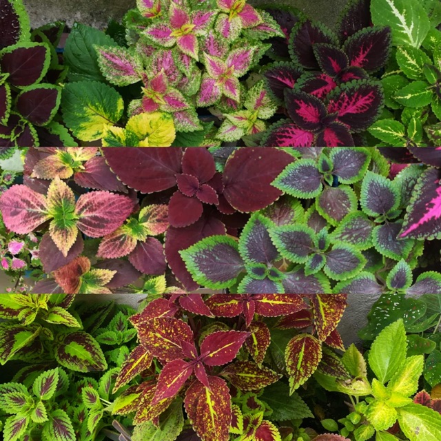 25 varieties of Coleus/Mayana Cuttings Shopee Philippines