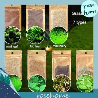 Garden Ornaments and Decorations 【COD】Aquarium Plant Seed Aquatic Plants Water Grass Biji Benih Rump