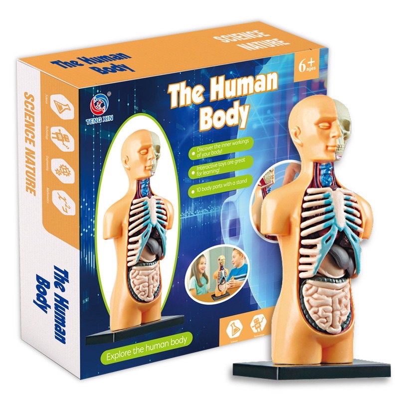 the human body science kit