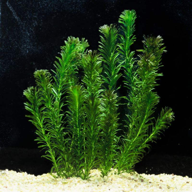 hydrilla aquatic plant 8stem (lowtech) Shopee Philippines