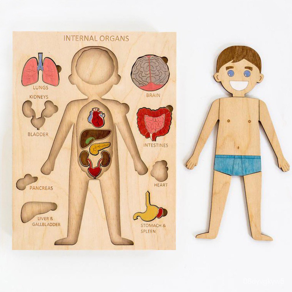 Montessori Paintable Wooden Male Female Human Body Parts Puzzle 6 Languages Option Internal Organs E Shopee Philippines