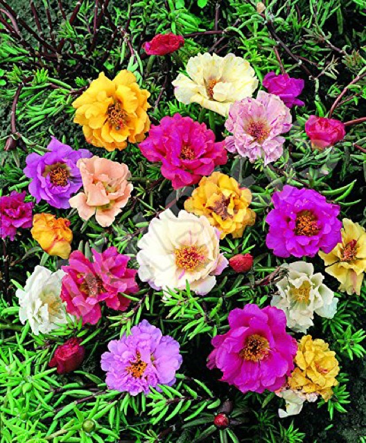 12 Special Large Flower Portulaca Cuttings Indoor Outdoor Plants Shopee Philippines