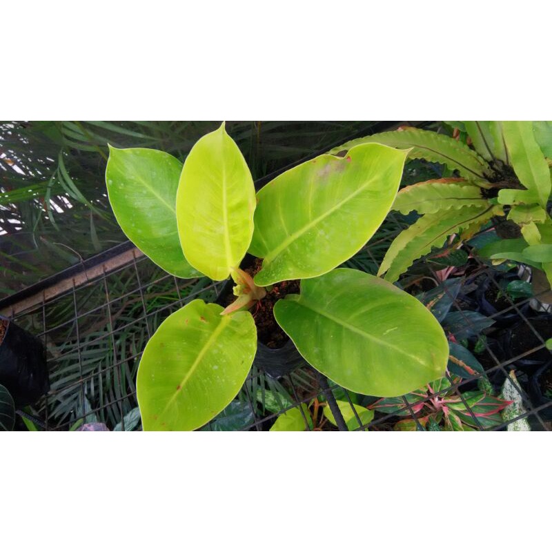 Online Garden Shop, Online Shop Shopee Philippines