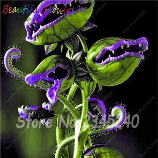 [Seedhot]50 Pcs Carnivorous Plants Pack 100 Seeds Mix Carnivorous Venus Fly Trap Sundews Bulk Pack