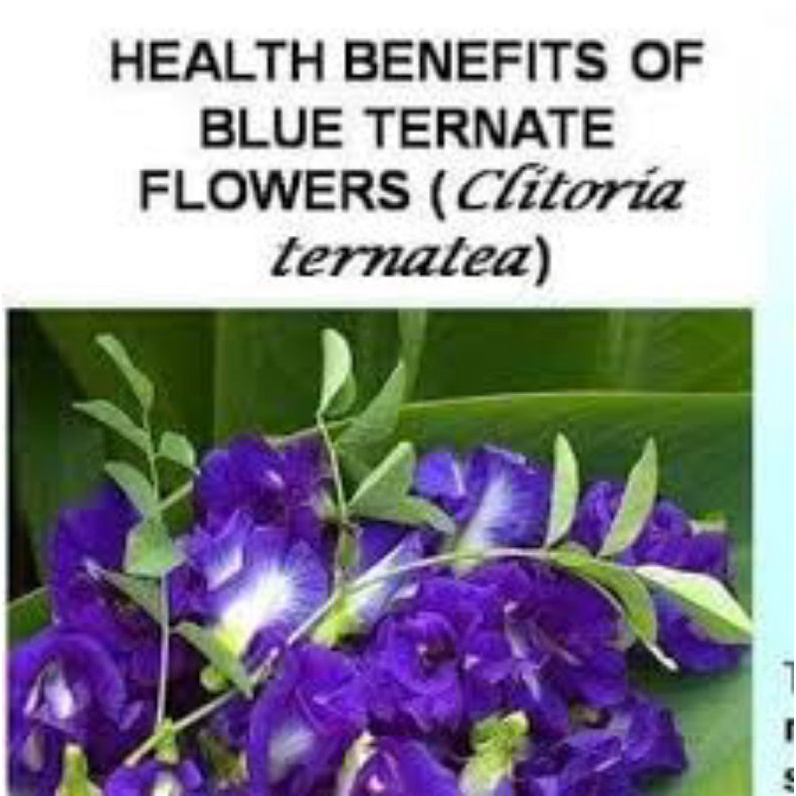 20 Seeds Butterfly Pea Good for Your Health and Brain Power and Good