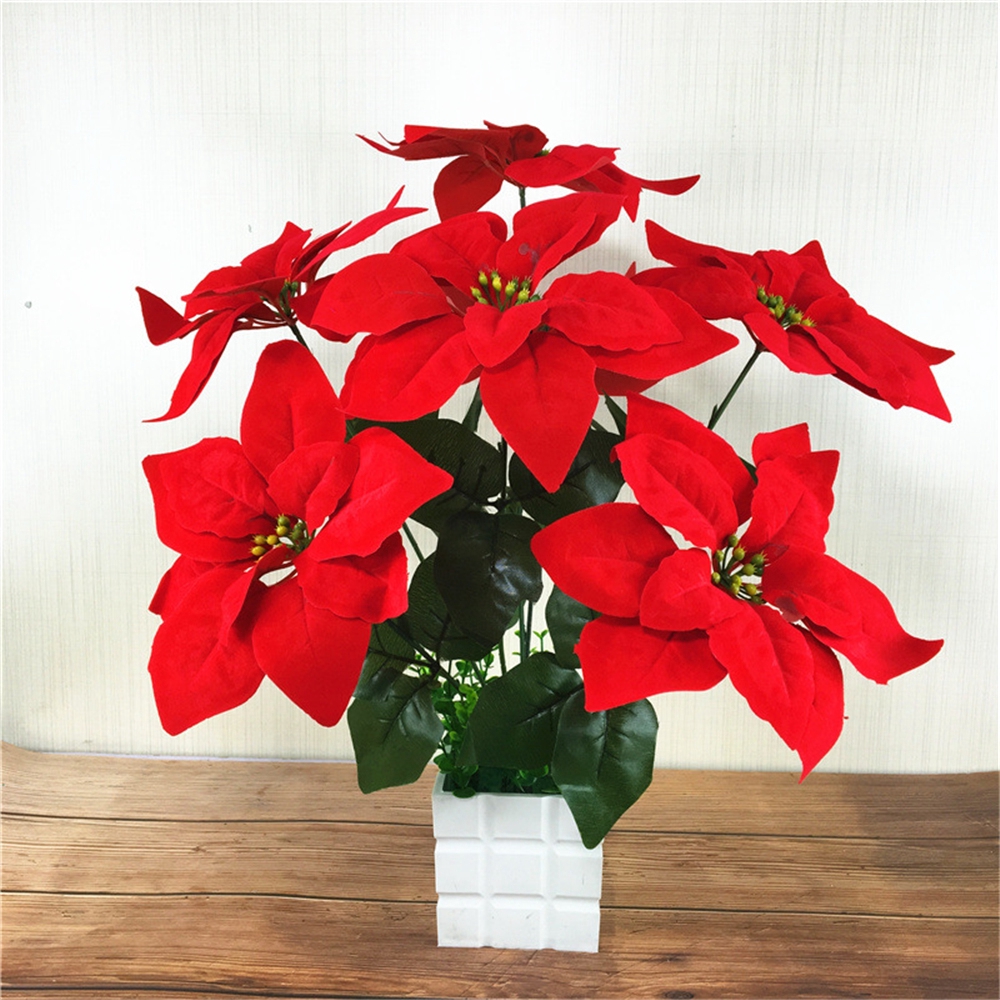 poinsettia christmas flower