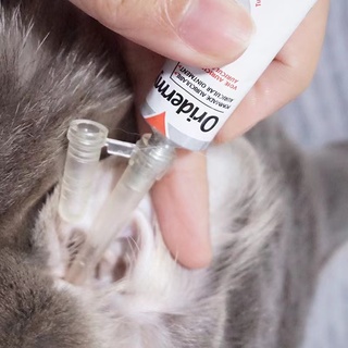 Picture of Feline Ear Health: The Truth About Bugs And Infections In Cats