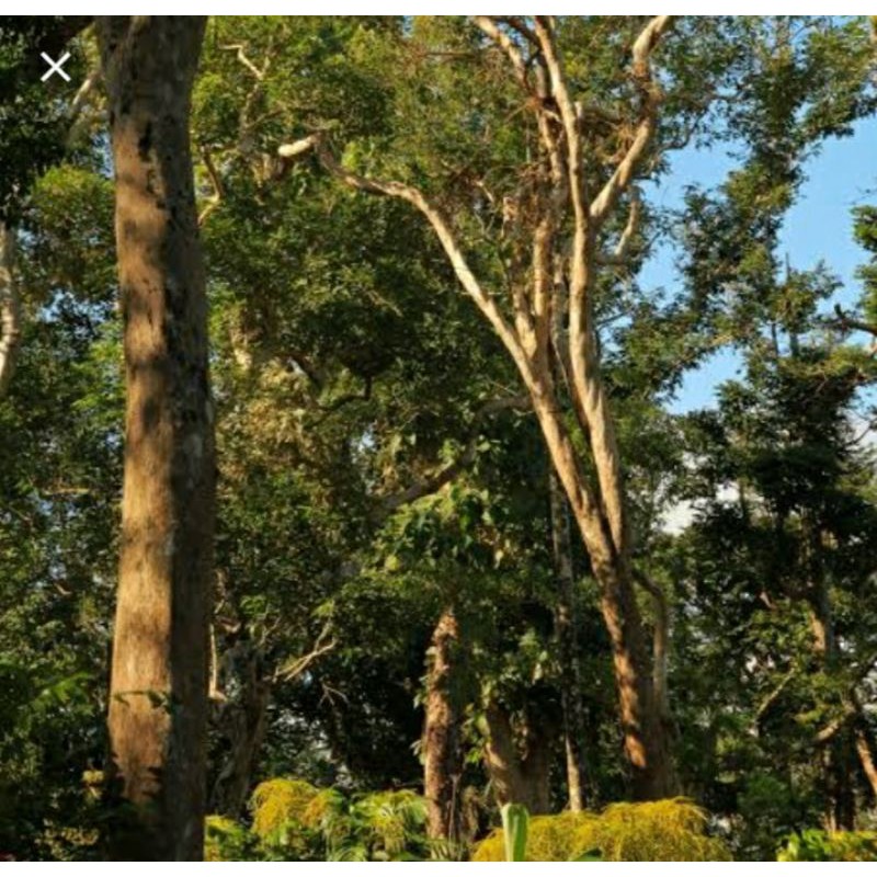 MOLAVE or TUGAS TREE SEEDS | Shopee Philippines