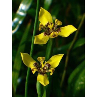 Yellow walking Iris plant #1