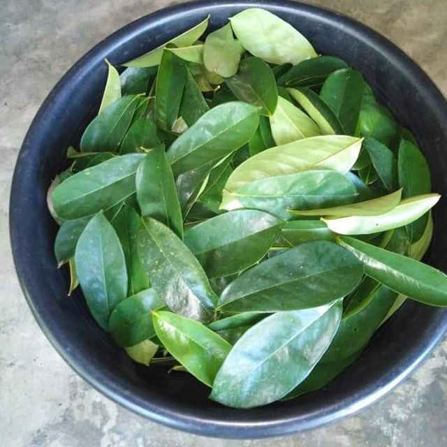 Air Dried Guyabano Leaves 50g | Shopee Philippines