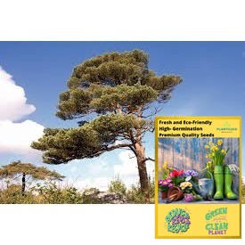 Scottish Pine Tree Seeds TR115  High germination Flower Seeds P2G (TR115)