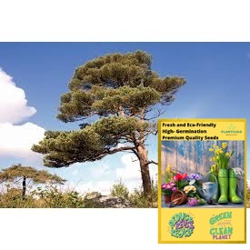 Scottish Pine Tree Seeds TR115 High germination Flower Seeds P2G (TR115)