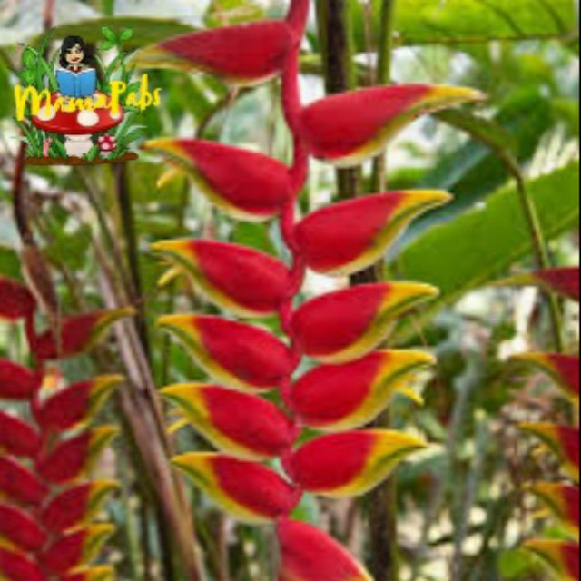 MamaPabs Heliconia Rostrata Rhizomes/Hanging Lobster Claw