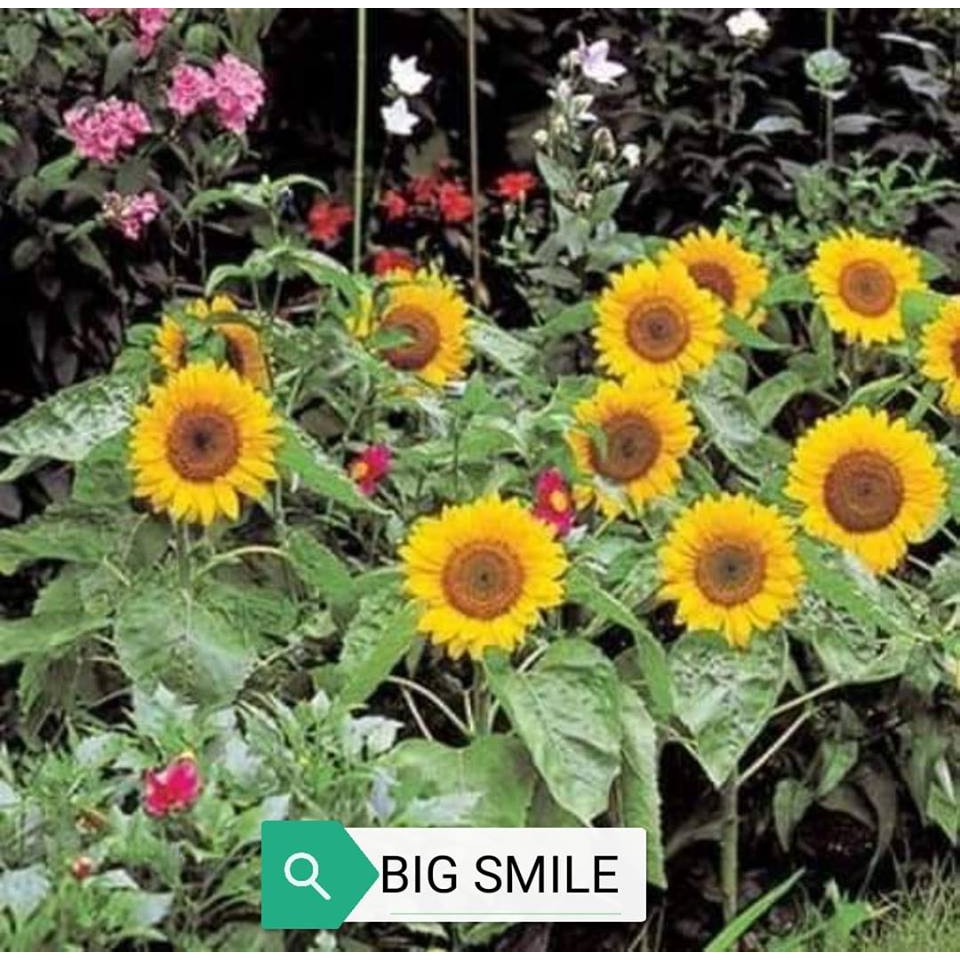 Big Smile Sunflower Seeds Shopee Philippines