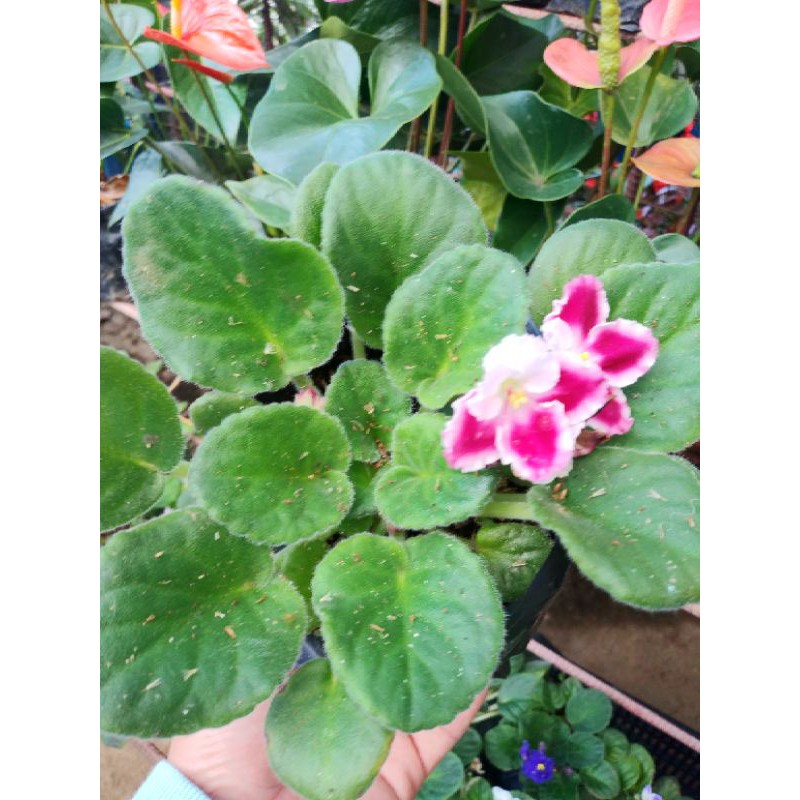 Colors of african violets | Shopee Philippines