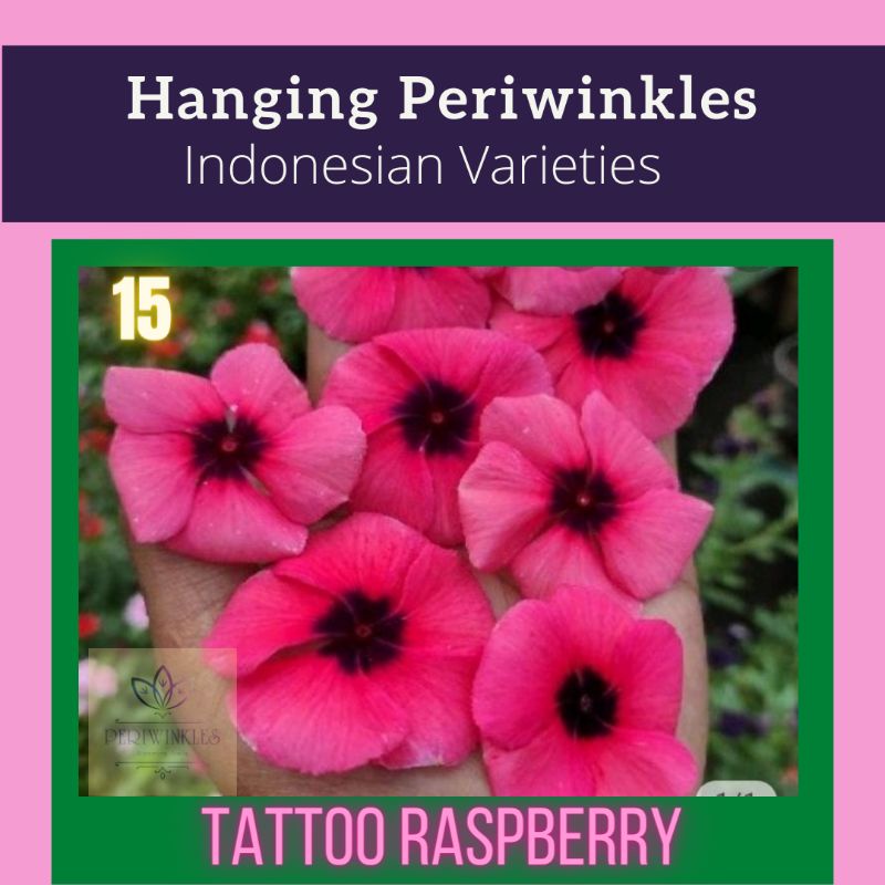 Indonesian Vinca/Periwinkle Tattoo Raspberry (10 seeds) | Shopee ...