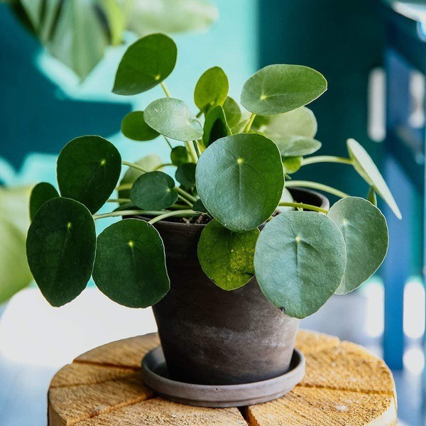 100pcs seed Pilea Peperomioides Chinese Money Plant Seeds Easy to Grow