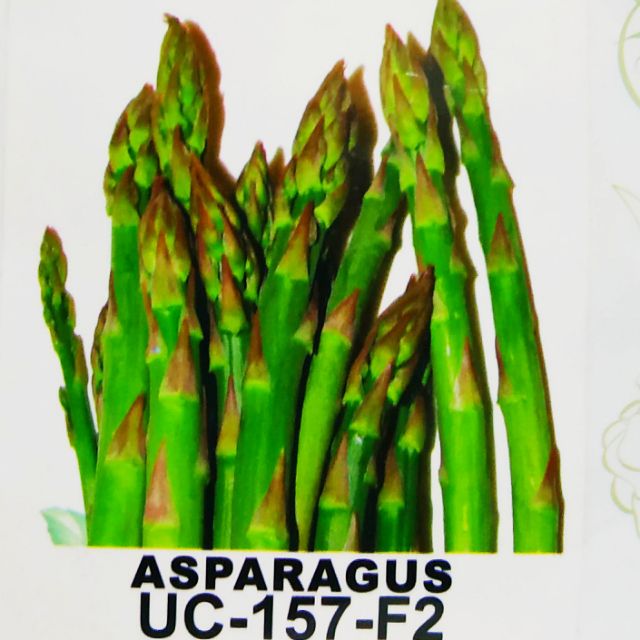 ASPARAGUS UC157F2 50 SEEDS Shopee Philippines