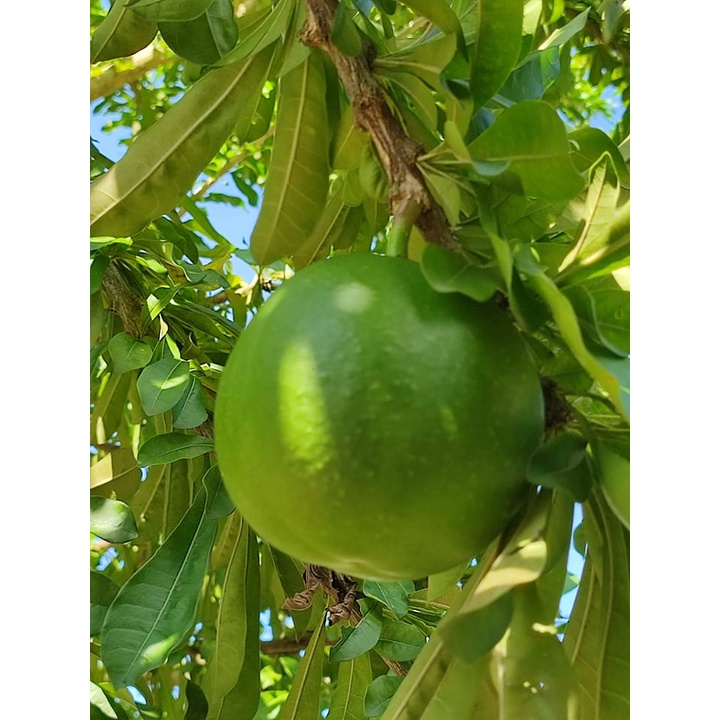 Calabash Miracle Fruit SMALL (1 piece only)