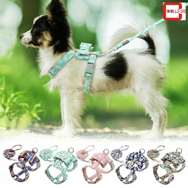 dog collar harness and leash set