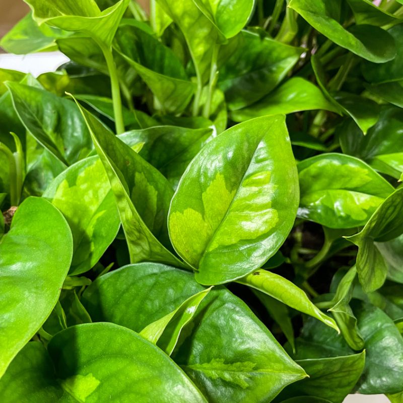 Global Green Pothos / Japan Cultivar / Actual plant / Rooted / Fully Establish